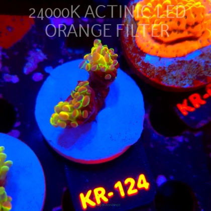 Euphyllia paraancora HOLOGRAM AURORA ULTRA (01.07.2026) KR-124