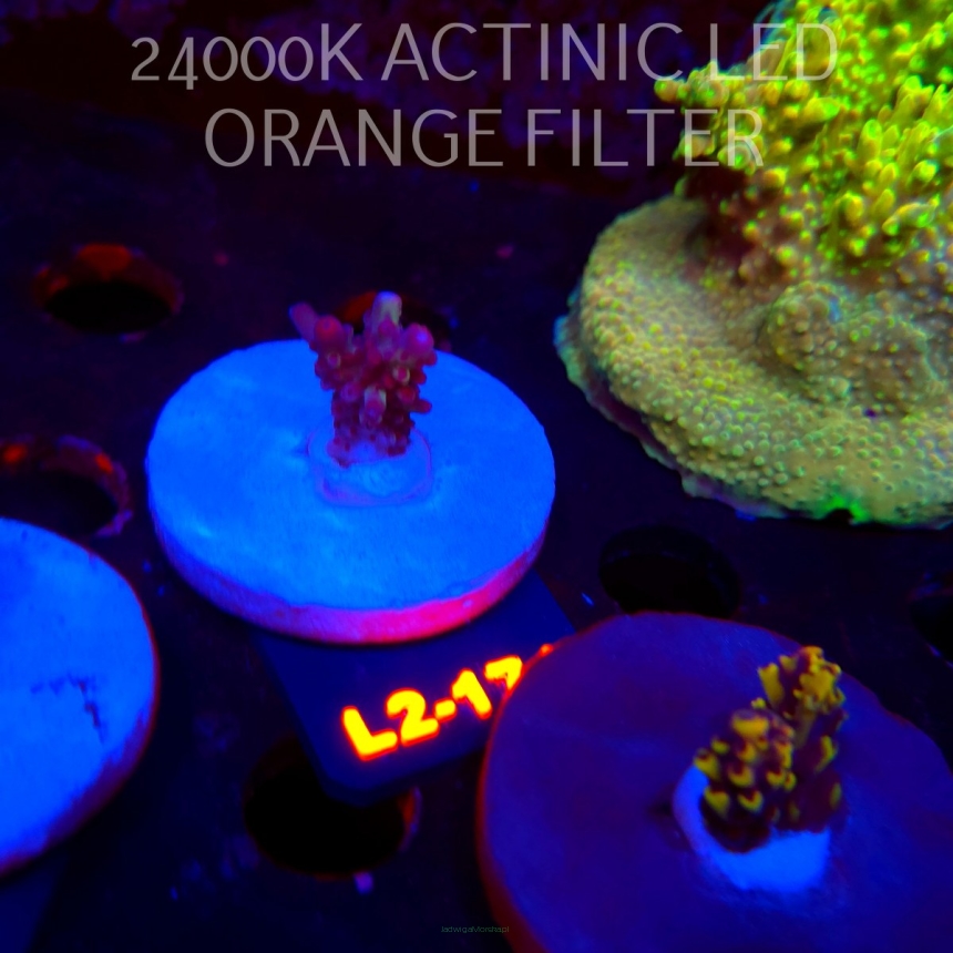 Acropora microclados SSC TYPE (14.08.2026) L2-174  2cm