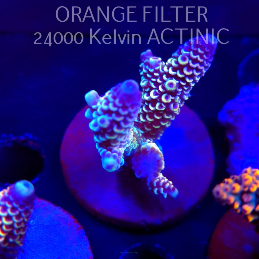 Acropora spathulata JMC DRAGON SCALES (04.10.2025)  7cm