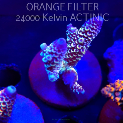 Acropora spathulata JMC DRAGON SCALES (04.10.2025)  7cm