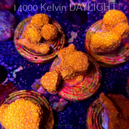 PAVONA MALDIVENSIS ORANGE (18.05.2025)  2cm