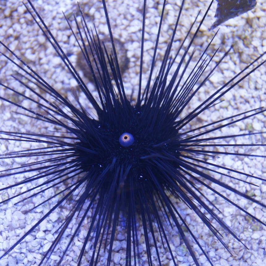 Diadema setosum (jeżowiec)