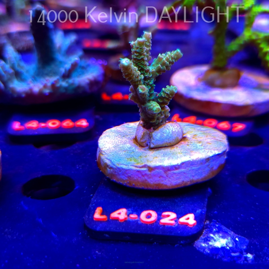Acropora MILLEPORA SUNSET  (19.05.2026) L4-024  4cm