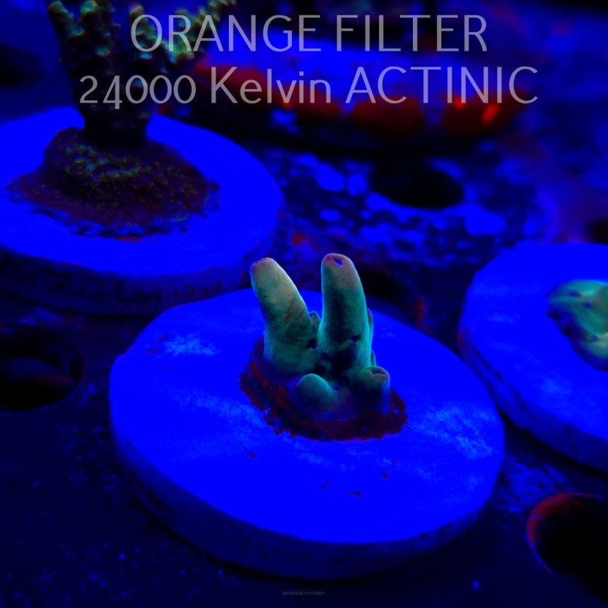 Acropora LORIPES FIJI GOLD (21.06.2025) L4-II-13  2cm (deepwater)