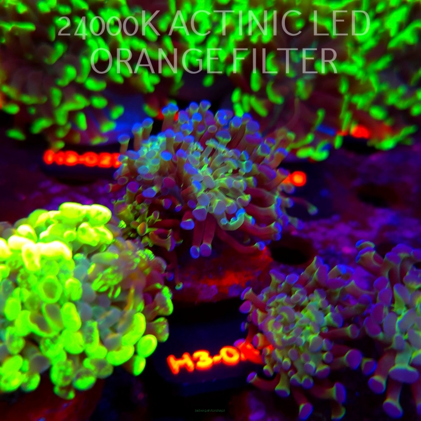 Euphyllia paraancora HOLOGRAM AURORA ULTRA (20.06.2026) H3-043 2H