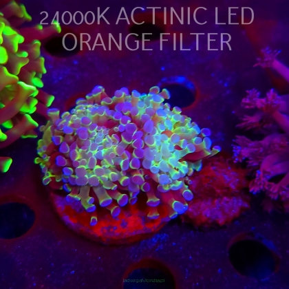 Euphyllia paraancora HOLOGRAM AURORA ULTRA (01.06.2026)  2H