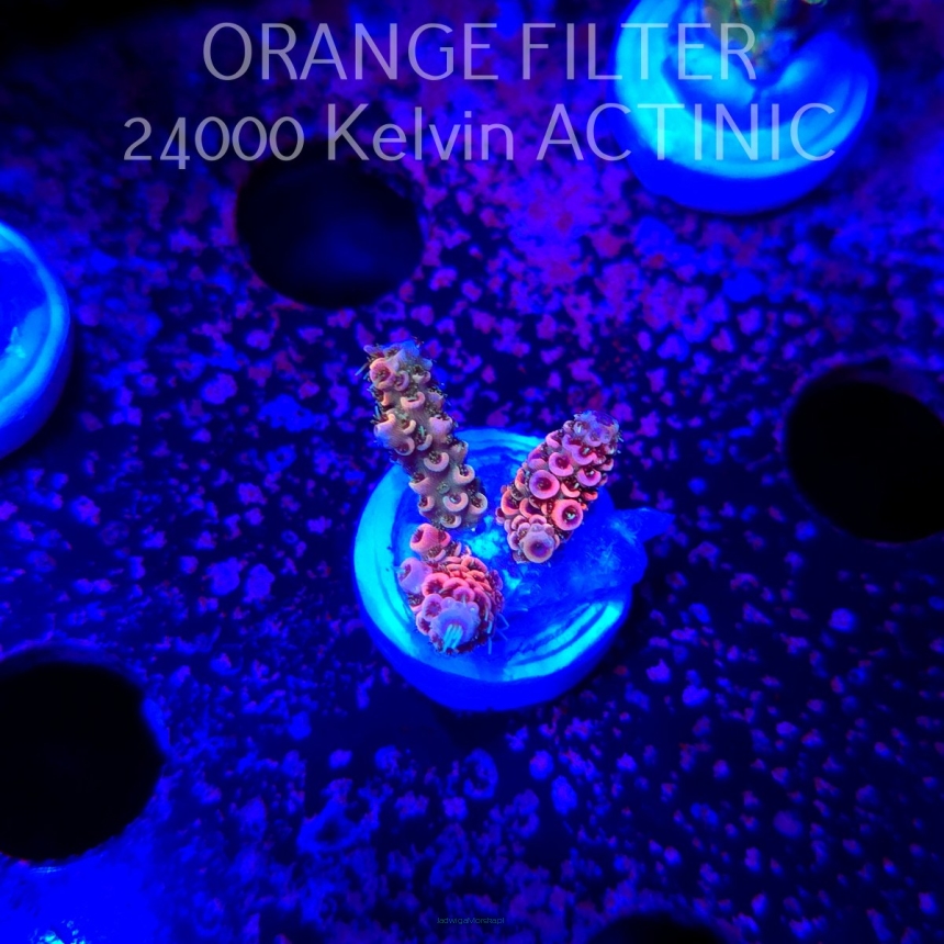 Acropora MILLEPORA JF SOLAR FLAME (04.10.2025)  7cm