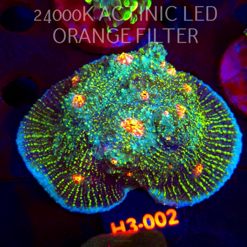 Echinopora lamellosa BLUE RED & YELLOW UNIQUE (01.06.2026) H3-002  8cm
