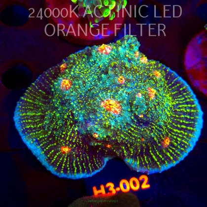 Echinopora lamellosa BLUE RED & YELLOW UNIQUE (01.06.2026) H3-002  8cm