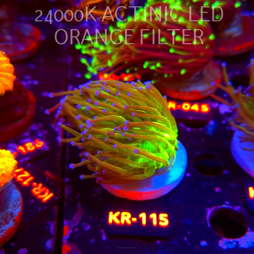 Euphyllia glabrescens TG TOXIC JOKER TORCH (01.07.2026) KR-115