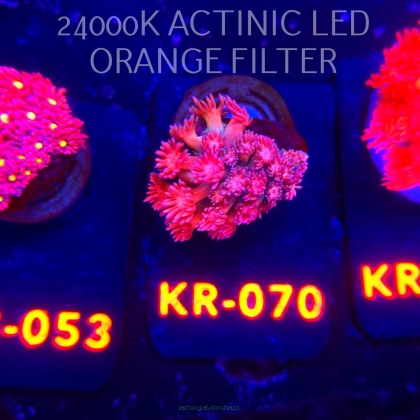 Goniopora FIREBALL (02.11.2025) KR-070  2cm