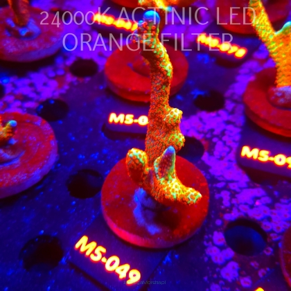 Montipora samarensis BUBBLEGUM (13.04.2026) M5-049  9cm