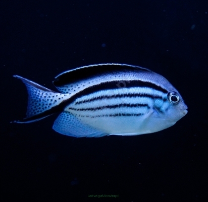 Genicanthus lamarck rozmiar SAMICA 5-6 cm