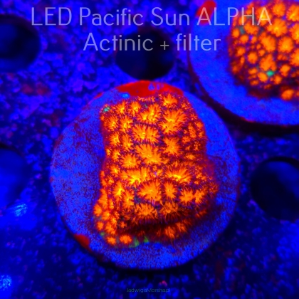 Leptastrea pruinosa ORANGE (22.01.2025)  4cm