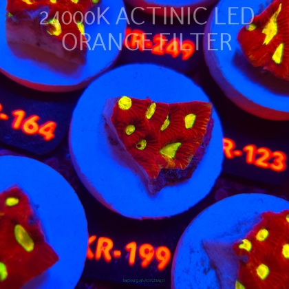 Favia CORAL SEA (17.09.2026) KR-199  4cm