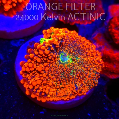    Ricordea yuma JMC RASTA (07.09.2025) 1P