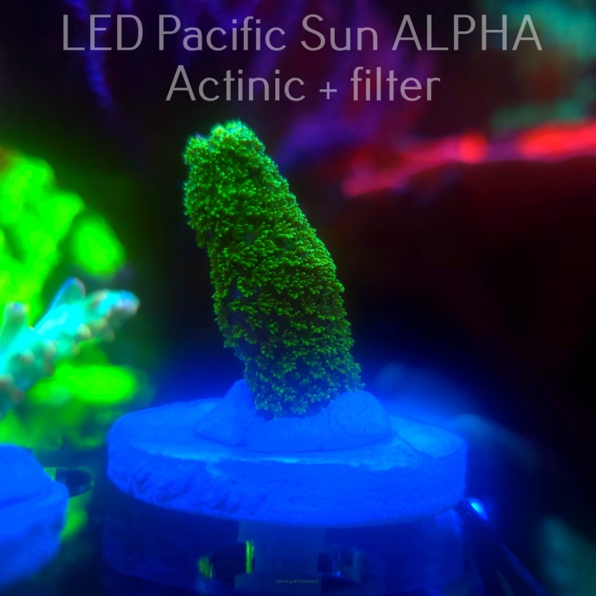   Acropora JMC SIGNATURE ABRO PRIV ACRO (16.12.2024)  5cm