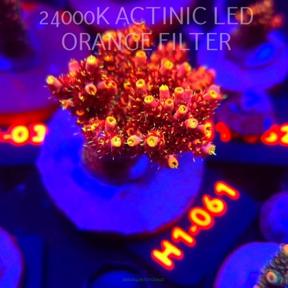 Acropora MILLEPORA BUBBLEGUM (02.02.2026) H1-061  6cm