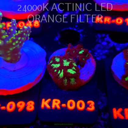 Goniastrea JASON FOX ACI FIRESTORM (10.10.2025) KR-003  2cm