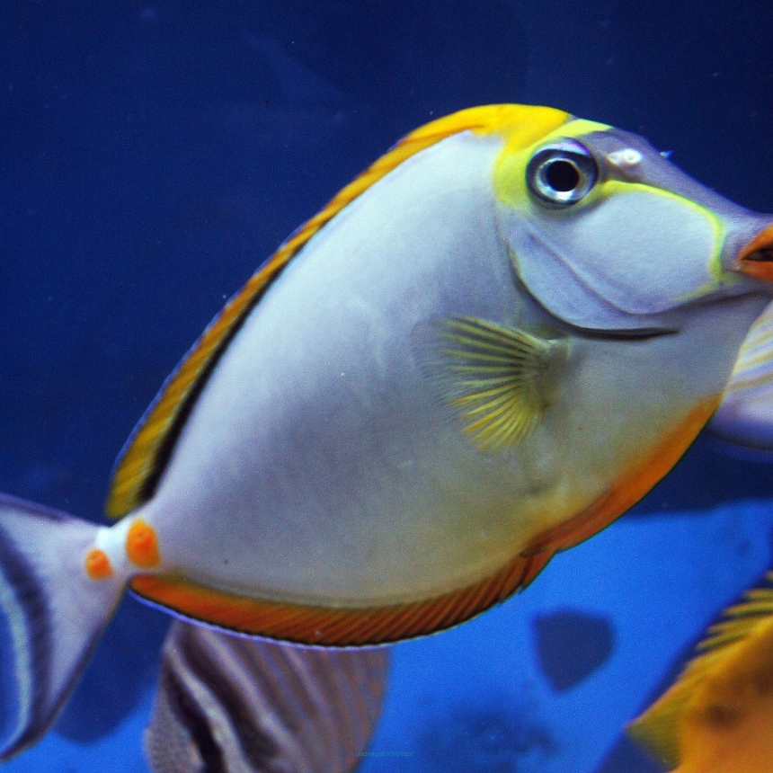 Naso elegans rozmiar 20 cm