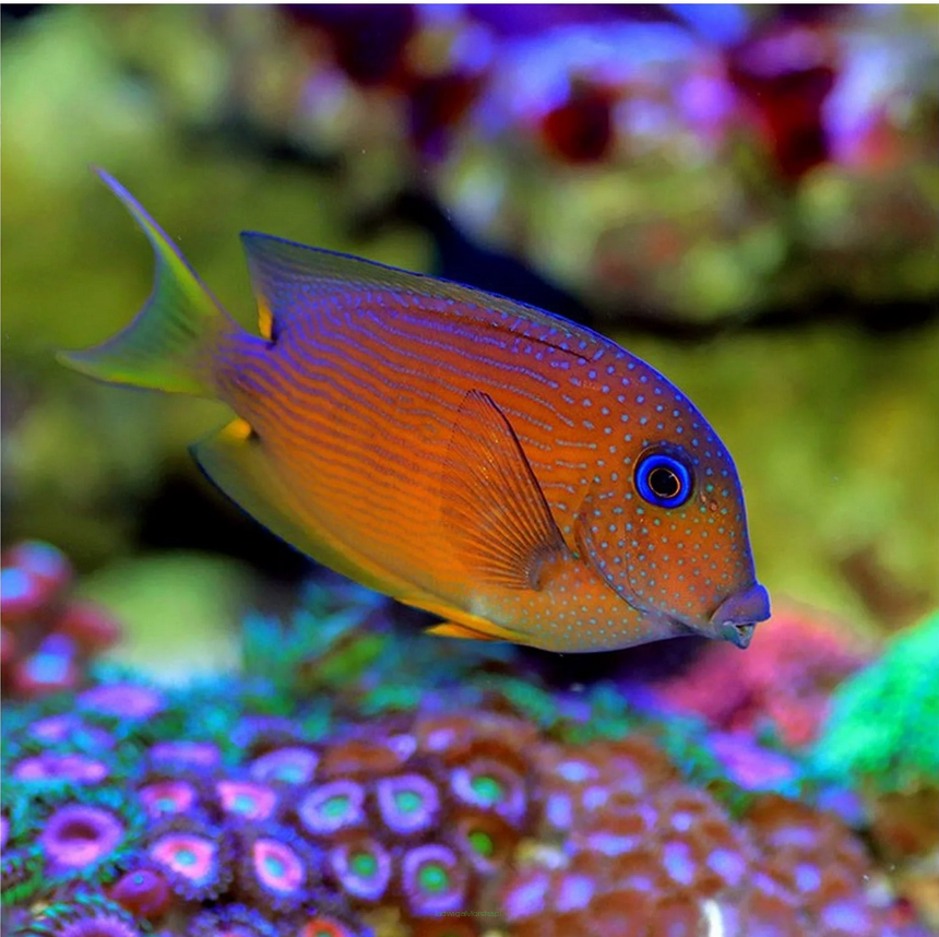 Ctenochaetus binotatus (Blue Eye Hawaiian Tang) 7-8cm