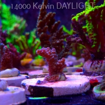 Acropora millepora PINK AUSTRALIA (20.03.2025) L1-I-37  3cm