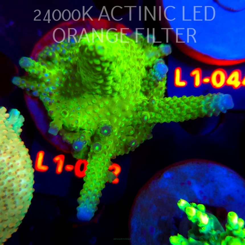 Acropora humilis URANIUM (03.08.2026) L1-002  8cm