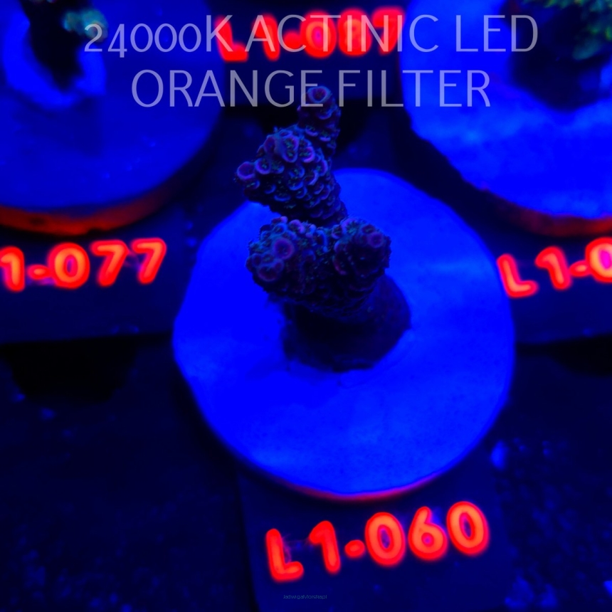 Acropora millepora PINK AUSTRALIA (11.10.2025) L1-060  6cm