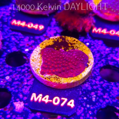 Cyphastrea JF BLOOD RED (12.04.2026) M4-074  3cm