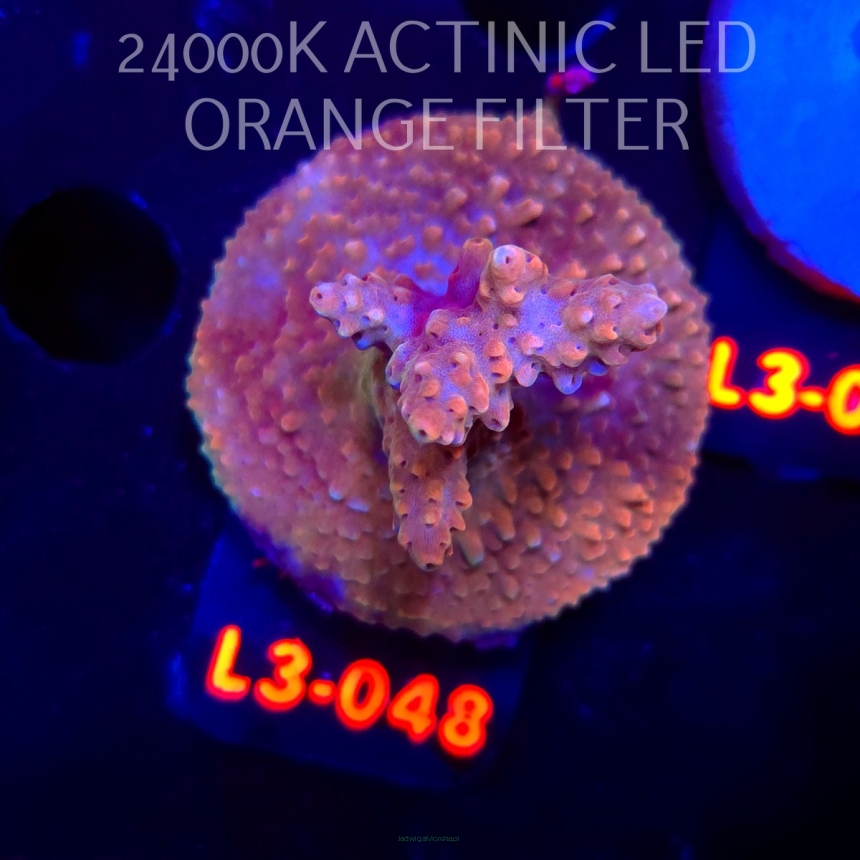 Acropora JMC SPECIAL RED (09.05.2026) L3-048  5cm