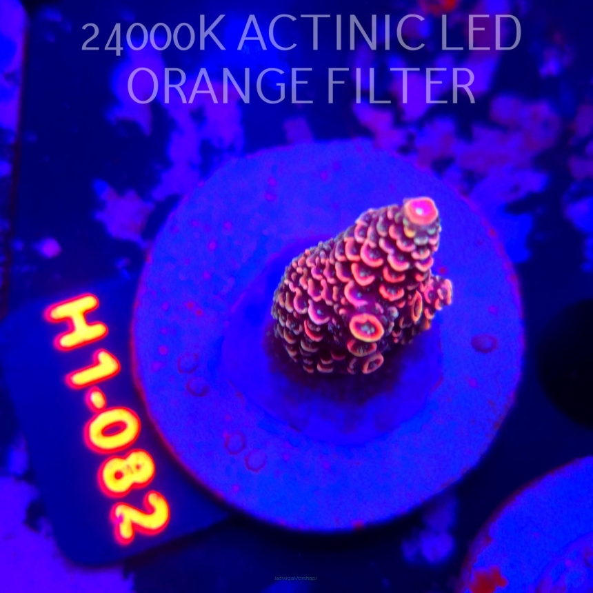 Acropora spathulata CORAL SEA ULTRA RED (04.02.2026) H1-082  5cm