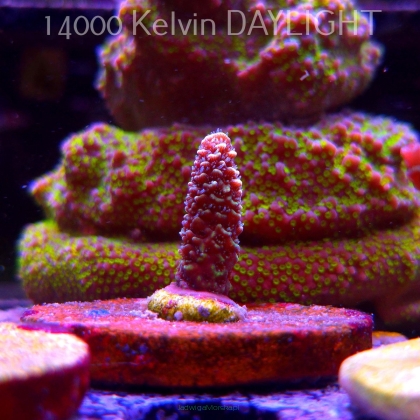 Acropora spathulata PINK PASSION (24.05.2025) L2-I-12  3cm
