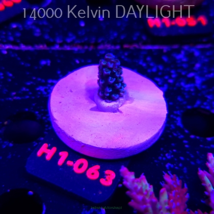 Acropora hoeksemai BOMBAY SAPPHIRE (20.06.2026) H1-063  2cm