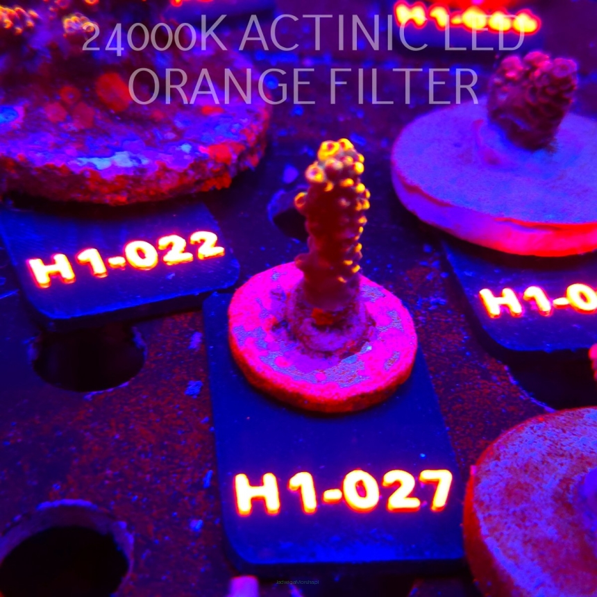 Acropora LATISTELLA WOLVERINE (24.05.2026) H1-027  4cm
