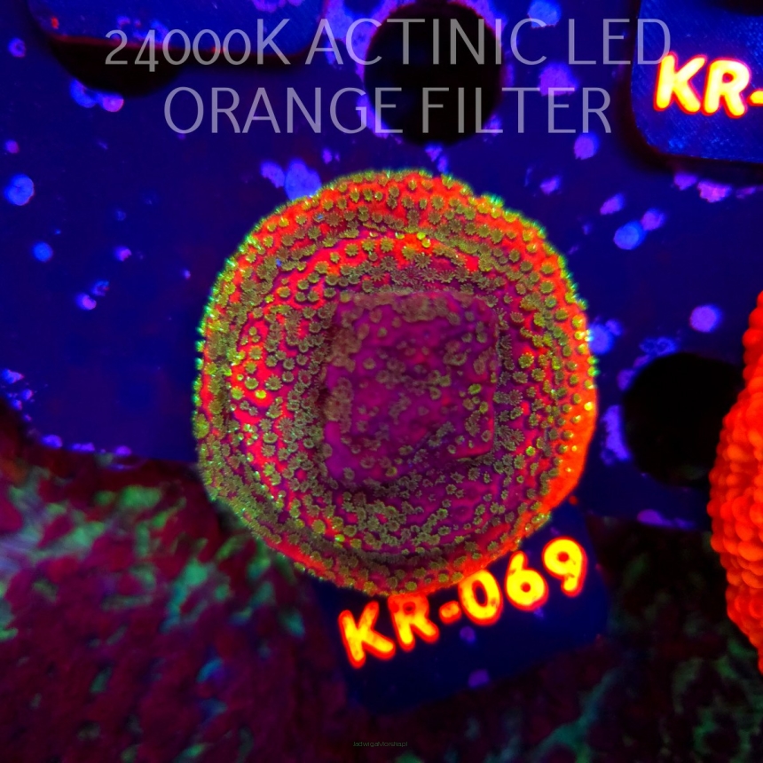 Montipora SUNSET (20.04.2026) KR-069  5cm