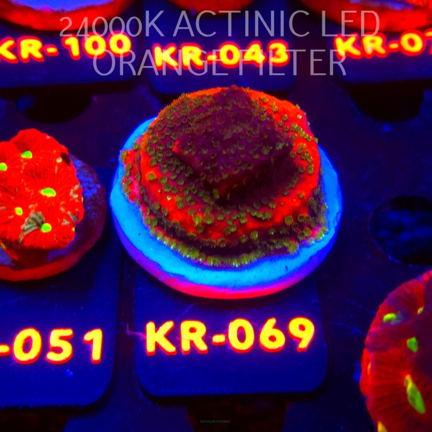 Montipora SUNSET (07.12.2025) KR-069  4cm