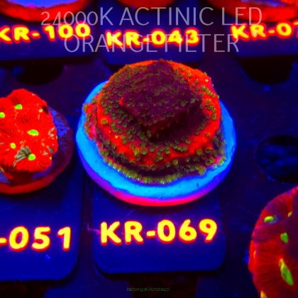 Montipora SUNSET (07.12.2025) KR-069  4cm