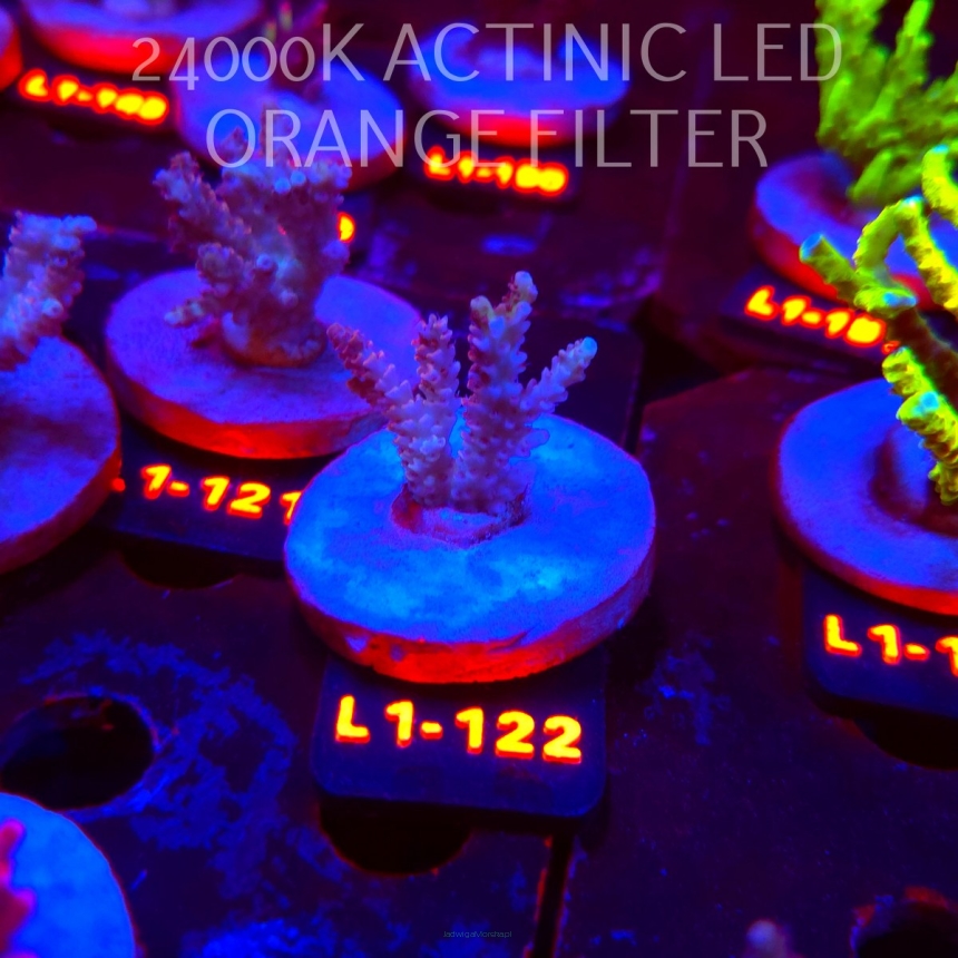Acropora RED PLANET ULTRA AUSTRALIA (02.08.2026) L1-122  4cm