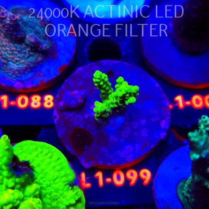 Acropora TOXIC TABLE GREEN (11.10.2025) L1-099  3cm