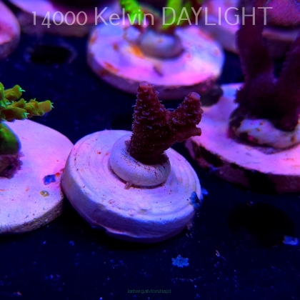 Acropora MILLEPORA PINK (20.03.2025) L1-II-23  2cm