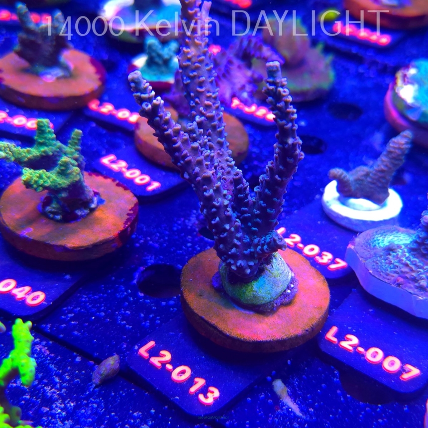 Acropora sp. AUSTRALIA (14.11.2025) L2-013  12cm