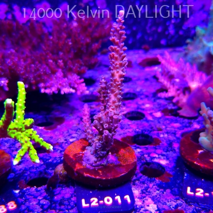 Acropora sp. AUSTRALIA (17.03.2026) L2-011  10cm