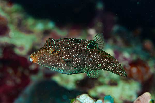 Canthigaster Papuan rozmiar 8-9cm