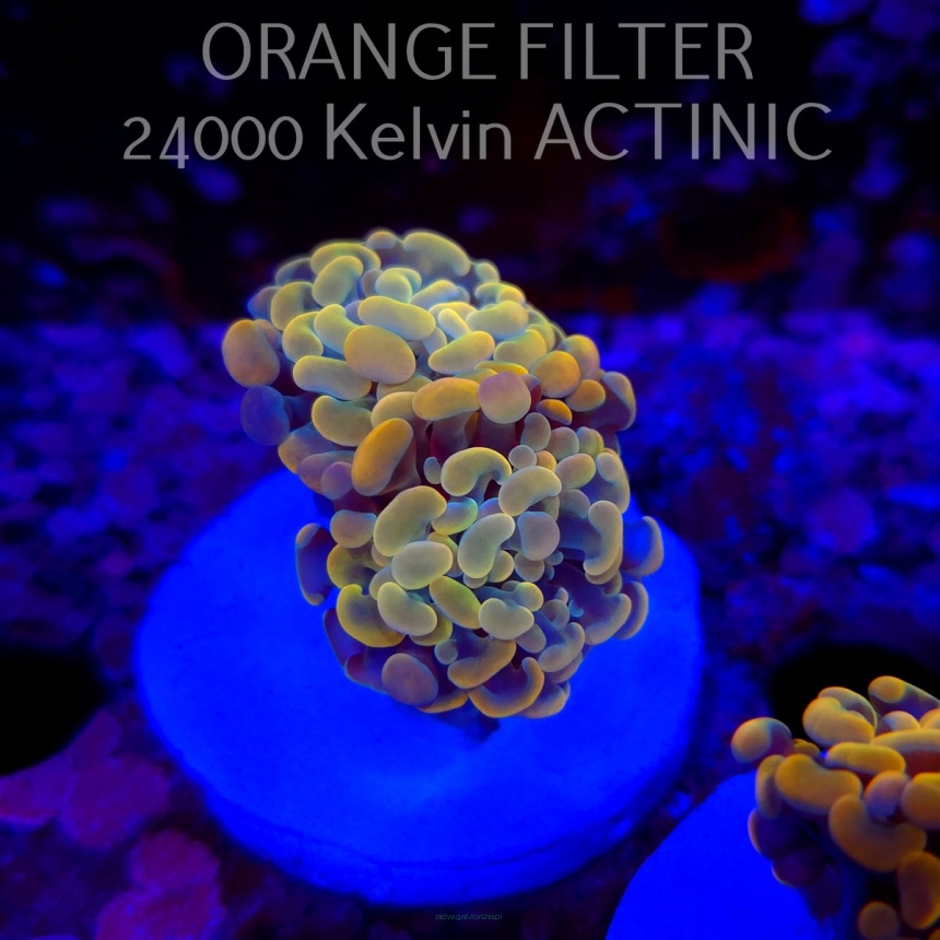 Euphyllia paraancora GOLD HOLOGRAM HAMMER (02.04.2025)