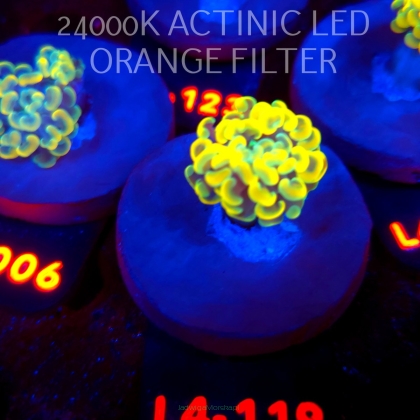 Euphyllia paraancora AUSSIE GOLD HAMMER (01.07.2026) L4-119