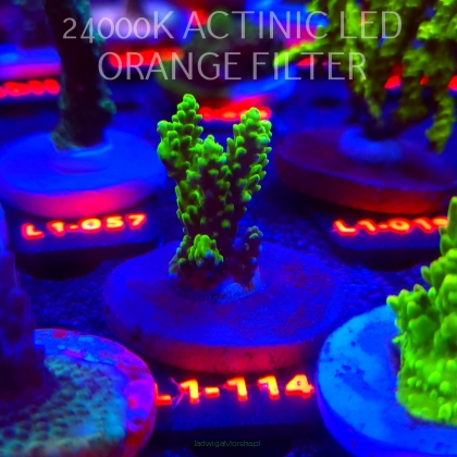 Acropora TOXIC TABLE GREEN (09.10.2025) L1-114  5cm