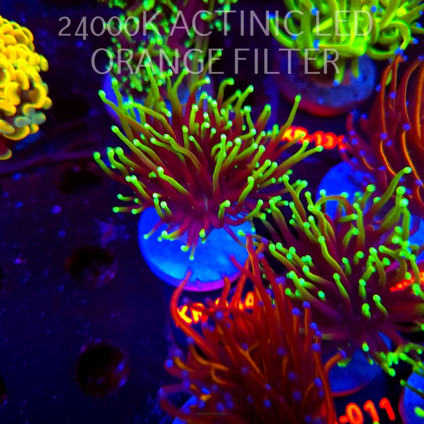 Euphyllia glabrescens DRAGON SOUL (04.04.2026) KR-044