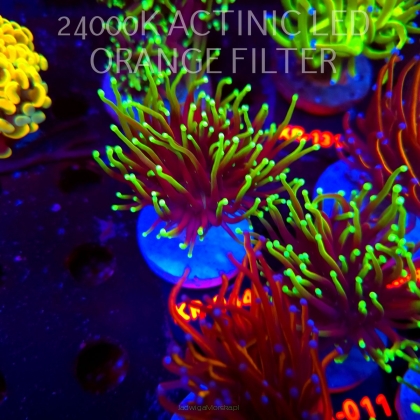 Euphyllia glabrescens DRAGON SOUL (04.04.2026) KR-044