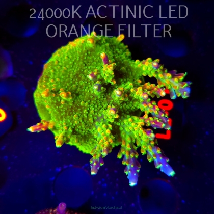 Acropora RR RAINBOW LOOM  (19.03.2026) L2-014  6cm