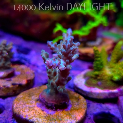 Acropora sp. (24.05.2025) L2-III-15  7cm